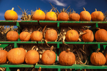 Fresh orange pumpkins arranged on green wooden shelves against a background of dry corn stalks under a bright blue autumn sky, symbolizing the harvest and Halloween season in the United States.の写真素材
