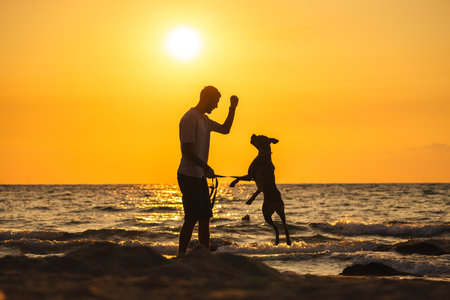 Man playing with his dog on the beach at sunset, dog jumping on hind legs near the seaの写真素材