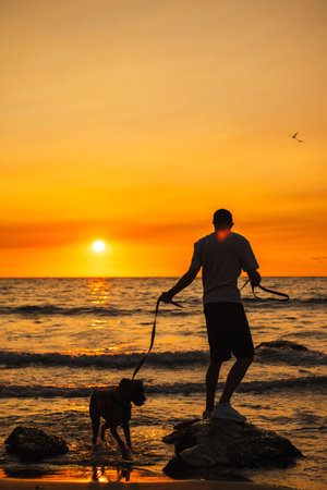 Man with a German Boxer dog walking on rocks by the sea, holding the leash as the dog steps into shallow water during a golden sunset.の写真素材