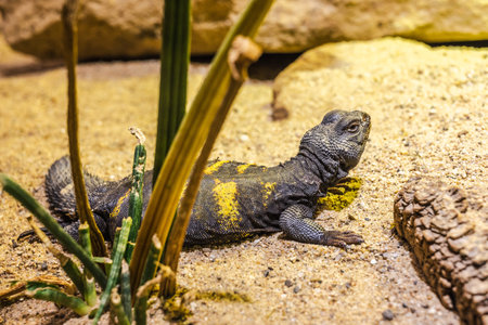 Saharan spiny-tailed lizard resting on sand among desert plants in a warm, dry habitat under sunlight.の写真素材