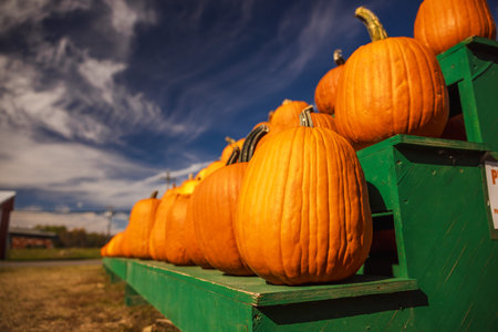 Large ripe pumpkins displayed on green wooden stands under a bright blue autumn sky, symbolizing...