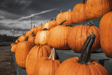 Close-up of ripe orange pumpkins arranged in rows on green wooden stands against a dramatic autumn...