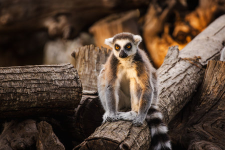 Ring-tailed lemur sitting on a tree log and looking forward in warm golden light