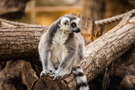 Ring-tailed lemur sitting on a wooden log and looking sideways with calm expression in natural warm...