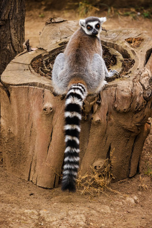 Ring-tailed lemur sitting on a large tree stump looking back with its long striped tail hanging downの写真素材