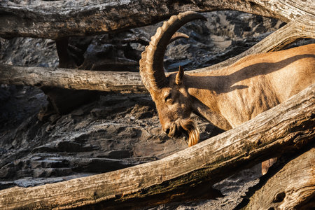 Close-up of a Nubian ibex with massive curved horns standing among dry logs on rocky terrain in warm sunlight.の写真素材