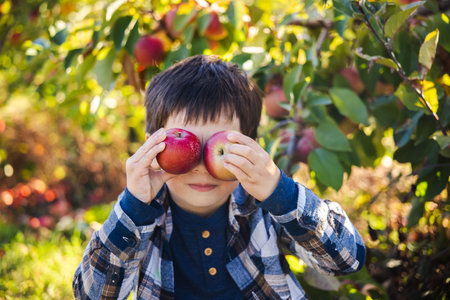 Playful boy holding two apples over his eyes while sitting in an orchard on a sunny autumn dayの写真素材
