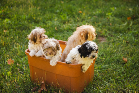 Group of puppies playing in a plastic box on the grass during a sunny dayの写真素材