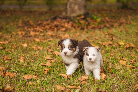 Two Australian Shepherd puppies with blue eyes walking on green grass covered with autumn leaves, brown and white fluffy dogs outdoors in parkの写真素材