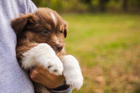 Australian Shepherd puppy being gently held by a person outdoors, cute brown and white dog with soft...
