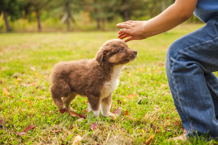 Australian Shepherd puppy standing on green grass as a child reaches out to pet it, adorable brown and white dog in autumn park sceneの写真素材