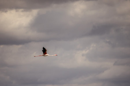 Flamingo flying gracefully under dramatic cloudy sky, wings extended wide in warm light.の写真素材