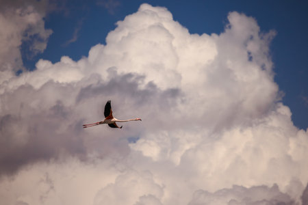 Flamingo flying across dramatic cloudy sky, wings outstretched against bright cumulus clouds in warm light.の写真素材