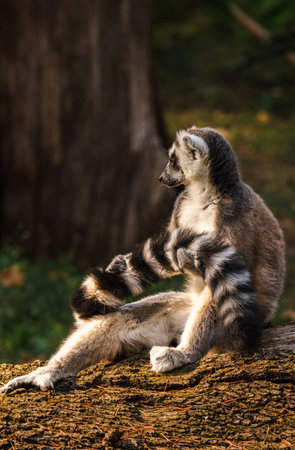 Ring-tailed lemur relaxing on a tree trunk in warm sunlight with striped tail curled around its bodyの写真素材