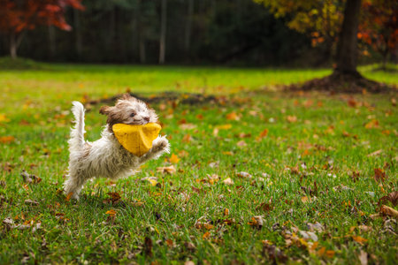 Playful Havanese puppy running on green grass with a big yellow autumn leaf in its mouth on a sunny fall dayの写真素材
