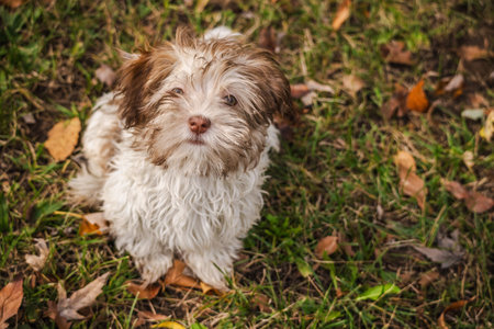 Cute Havanese puppy sitting on grass covered with autumn leaves and looking up with curious eyesの写真素材