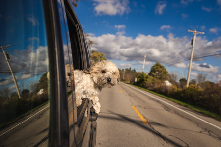 Fluffy dog enjoys a car ride with its head out the window on a sunny countryside road under a blue skyの写真素材