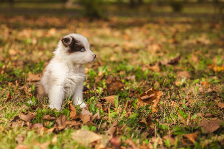 Australian Shepherd puppy with blue eyes sitting on autumn grass among fallen leaves, fluffy white and brown dog outdoors in sunlightの写真素材