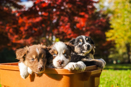 Three Australian Shepherd puppies resting together in a brown box outdoors on a sunny autumn day with red and yellow foliage in the backgroundの写真素材