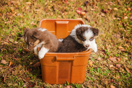 Two Australian Shepherd puppies sitting in a brown plastic container on autumn grass outdoorsの写真素材