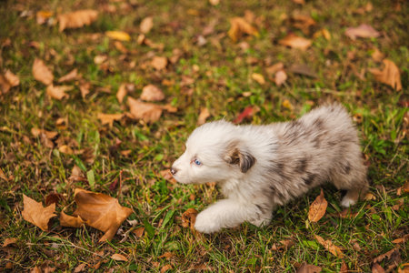 Australian Shepherd puppy with blue eyes walking through fallen autumn leaves on green grass, fluffy merle-colored dog outdoors in parkの写真素材