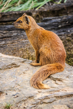 Yellow mongoose sitting on a rock and looking to the side, showing its reddish fur and long tail in a natural habitat.の写真素材