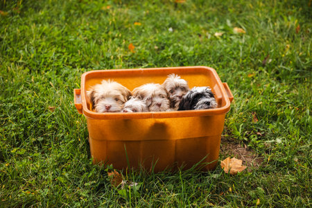 Group of adorable Havanese puppies sitting together in an orange container on green grass outdoorsの写真素材