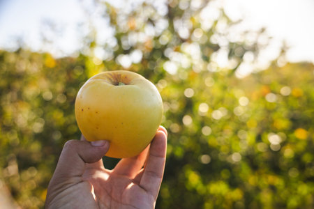 Hand holding a yellow apple against a blurred orchard background in warm sunlightの写真素材