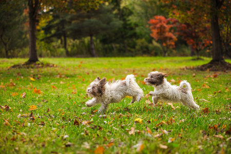Two playful Havanese puppies running together on green grass in autumn park surrounded by colorful treesの写真素材