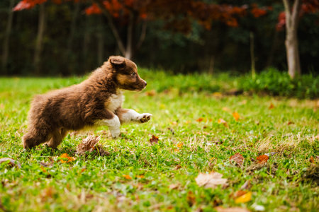 Brown Australian Shepherd puppy joyfully runs across a green field covered with autumn leaves under warm natural lightの写真素材