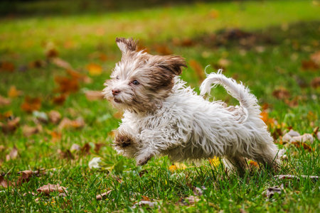 Joyful Havanese puppy running on green grass with autumn leaves in a sunny parkの写真素材
