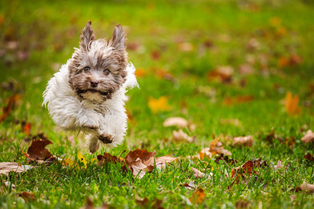 Playful Havanese puppy joyfully jumping on green grass with colorful autumn leaves in a sunny parkの写真素材