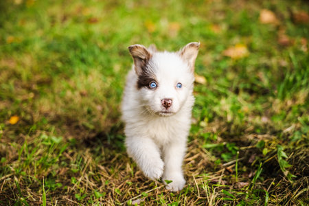 Australian Shepherd puppy with blue eyes walks confidently on green grass in autumn park, showing curiosity and playfulnessの写真素材