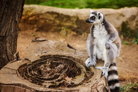 Ring-tailed lemur sitting calmly on a large tree stump looking to the side in an outdoor environmentの写真素材