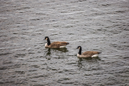 Two Canada geese swimming together on rippling lake water on an overcast day