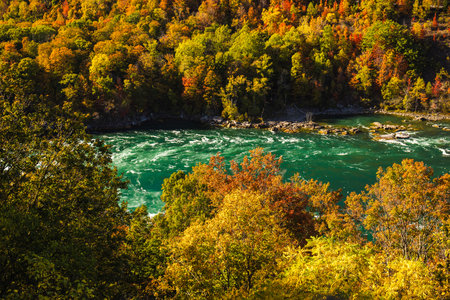 Scenic view of the Niagara River flowing through a forest covered in vibrant autumn foliageの写真素材