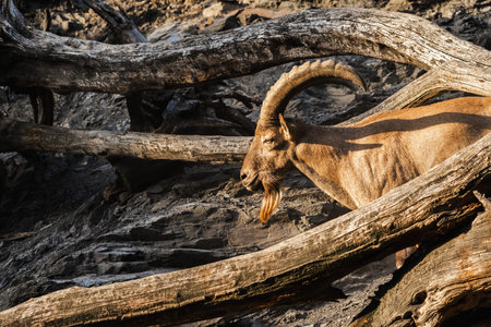Male Nubian ibex with large curved horns standing among dry tree trunks on rocky terrain.の写真素材