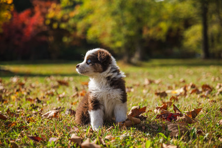 Cute Australian Shepherd puppy with blue eyes sitting on green grass covered with autumn leaves, looking into the distance in a sunny park.の写真素材