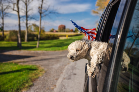 Cute small dog leaning out of car window, driving through quiet countryside on sunny dayの写真素材