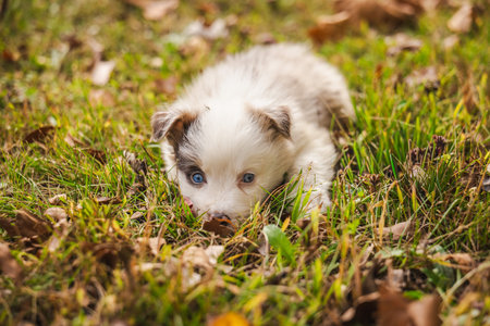 Australian Shepherd puppy with blue eyes lying in the grass in autumn park, looking curiously forwardの写真素材