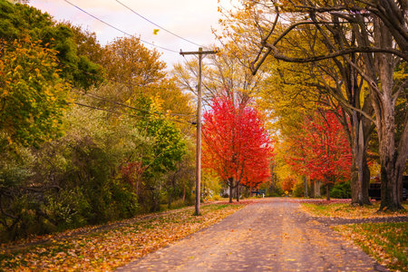 Peaceful American countryside road lined with colorful autumn trees and fallen leaves on a calm fall afternoon.の写真素材