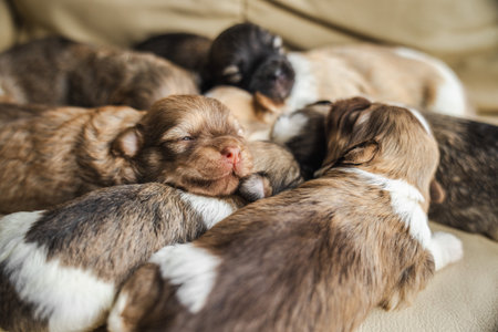 Newborn Havanese puppies cuddled together on a beige couch, with one puppy opening its eyes, creating a warm and adorable moment of early puppy life.の写真素材