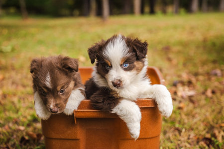 Two Australian Shepherd puppies with blue eyes leaning over a brown container outdoorsの写真素材