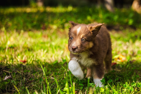Brown Australian Shepherd puppy walking through green grass on a sunny autumn day, looking curious and alertの写真素材