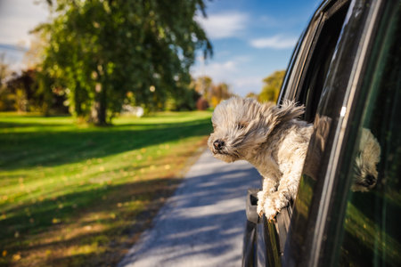 Cute small dog leaning out of a moving car window enjoying the breeze on a sunny day in a quiet American suburbの写真素材