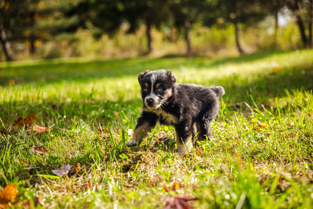 Australian Shepherd puppy with blue eyes walking on green grass in a sunny park surrounded by trees and autumn leavesの写真素材