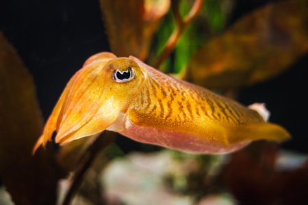 Golden cuttlefish swimming near underwater plants, showing vivid color patterns and detailed body...