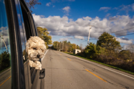 Small fluffy dog looks out of a moving car window on a sunny day while traveling along a country roadの写真素材