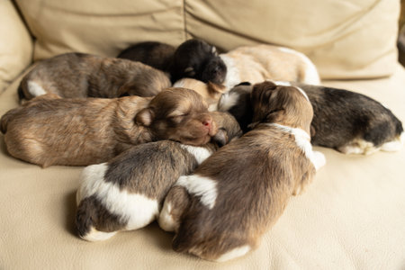Newborn Havanese puppies sleeping together on a beige couch, forming a warm and adorable cuddle pile that highlights their soft fur and peaceful rest.の写真素材