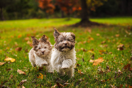 Two adorable Havanese puppies running toward the camera on green grass with autumn leaves around...